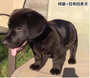 柯基的基因有多強(qiáng)？快來(lái)看這款狗狗手板模型！